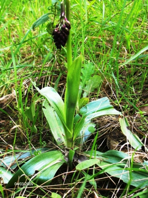 evoluzione di una Orchis purpurea(penso?)