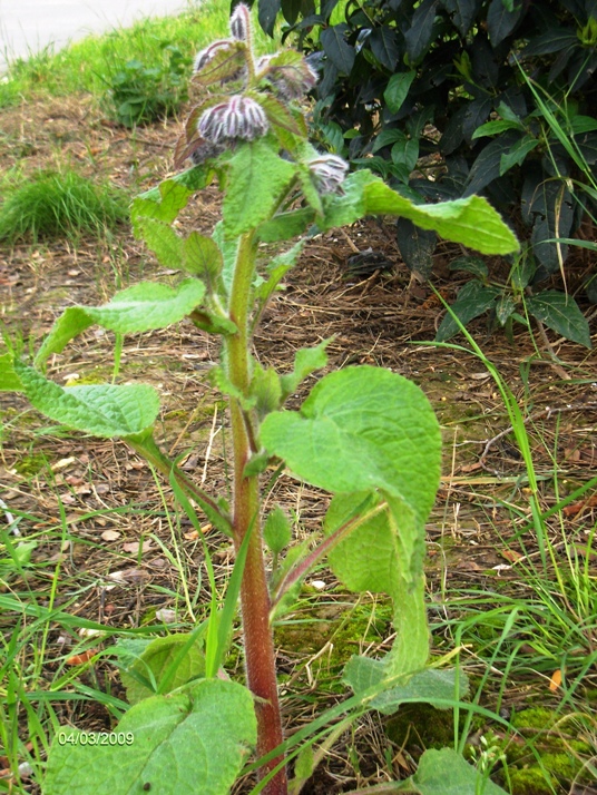 Borago officinalis