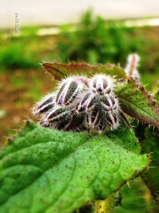 Borago officinalis