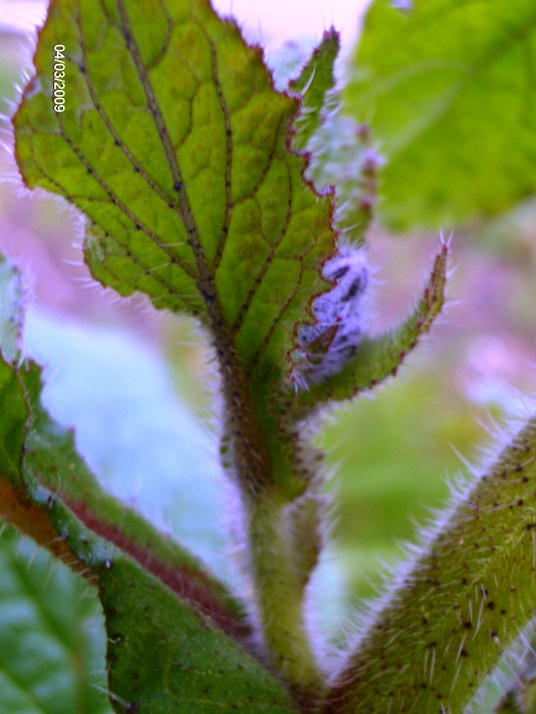 Borago officinalis