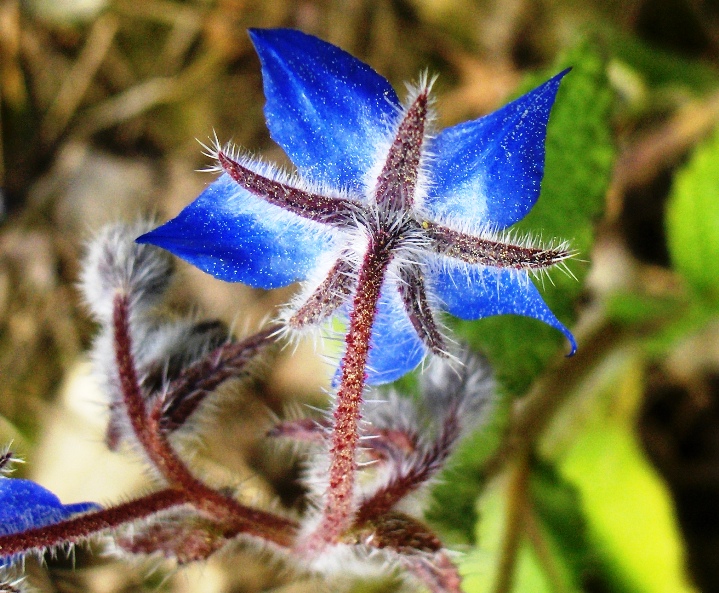 Borago officinalis