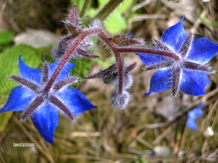 Borago officinalis