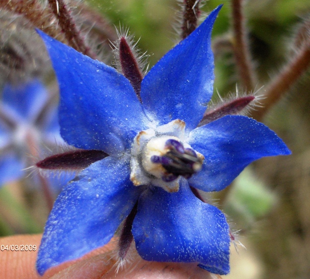 Borago officinalis