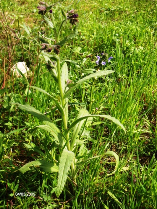 Anchusa undulata