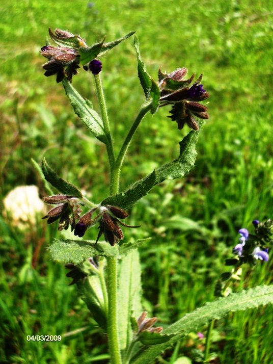 Anchusa undulata