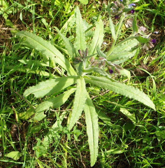 Anchusa undulata