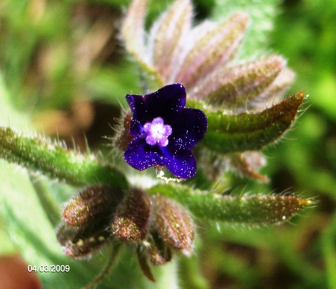 Anchusa undulata