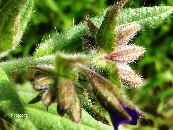 Anchusa undulata