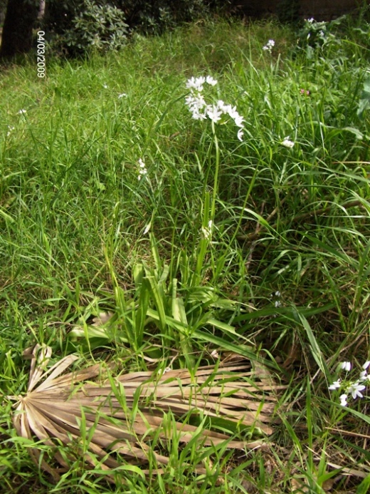 Allium neapolitanum