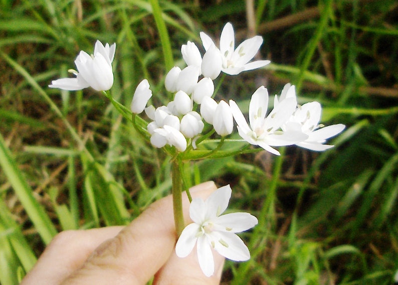 Allium neapolitanum