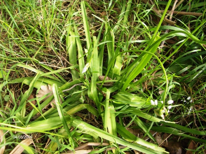 Allium neapolitanum