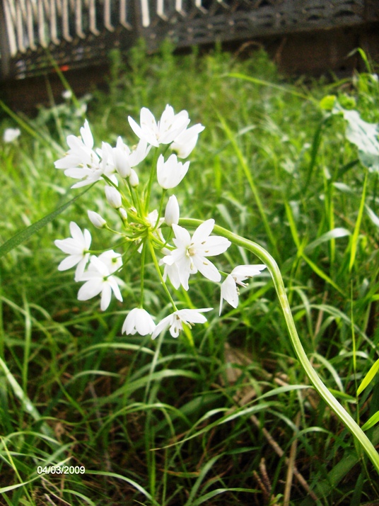 Allium neapolitanum