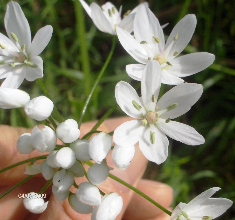 Allium neapolitanum