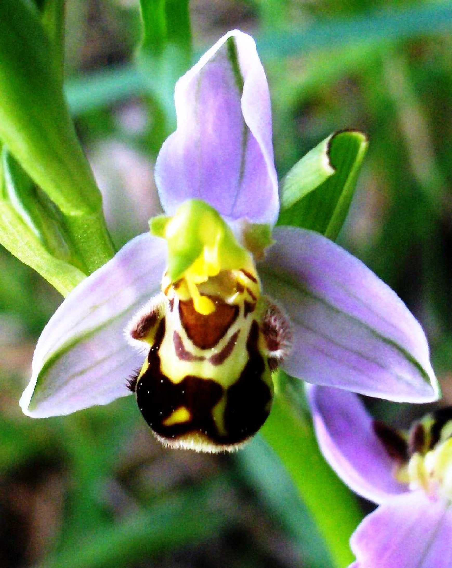 Ophrys sp.?