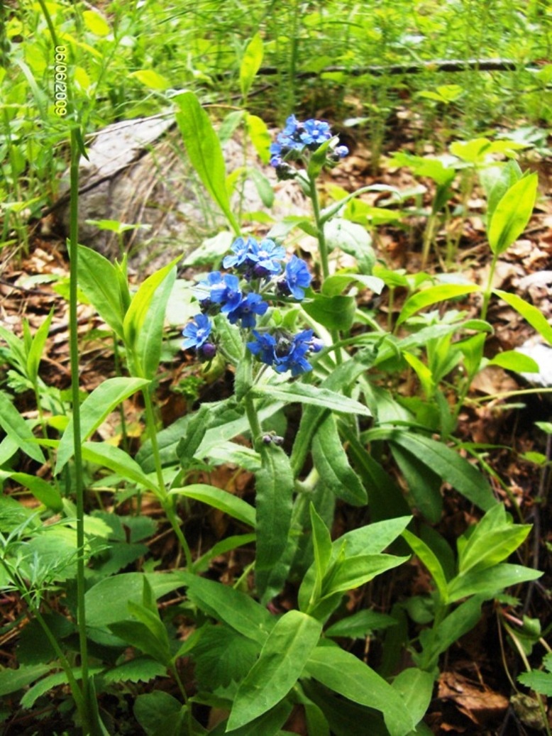 Cynoglottis barrelieri