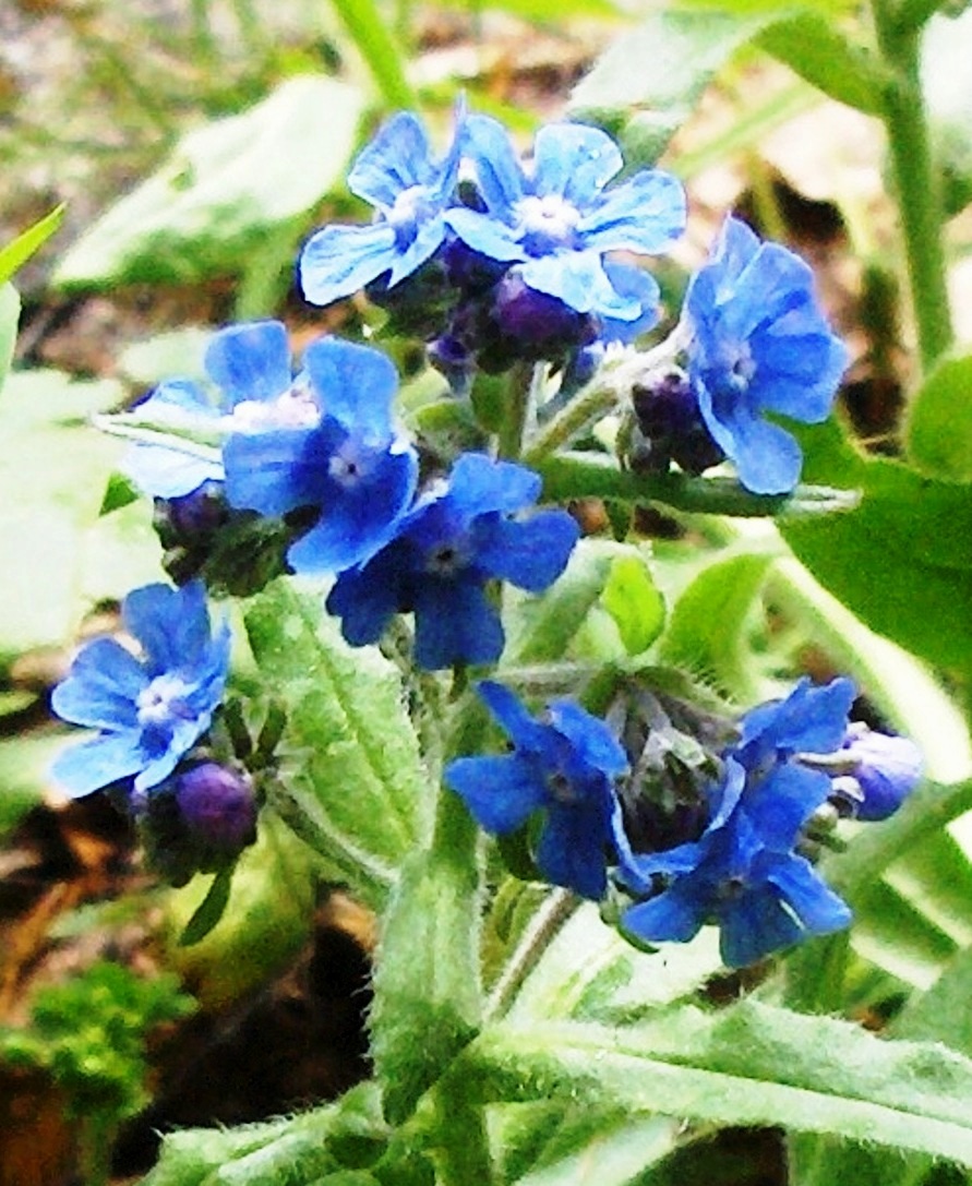 Cynoglottis barrelieri