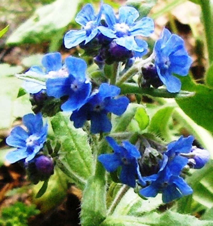 Cynoglottis barrelieri