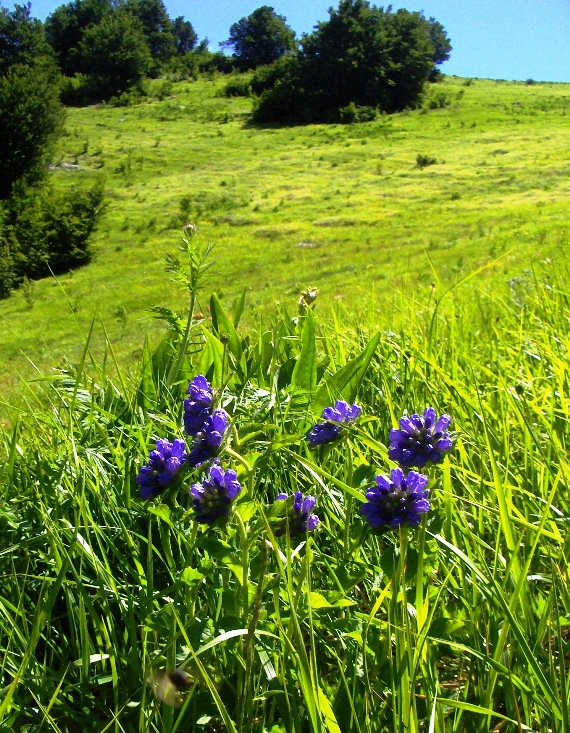 Campanula foliosa