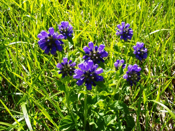 Campanula foliosa