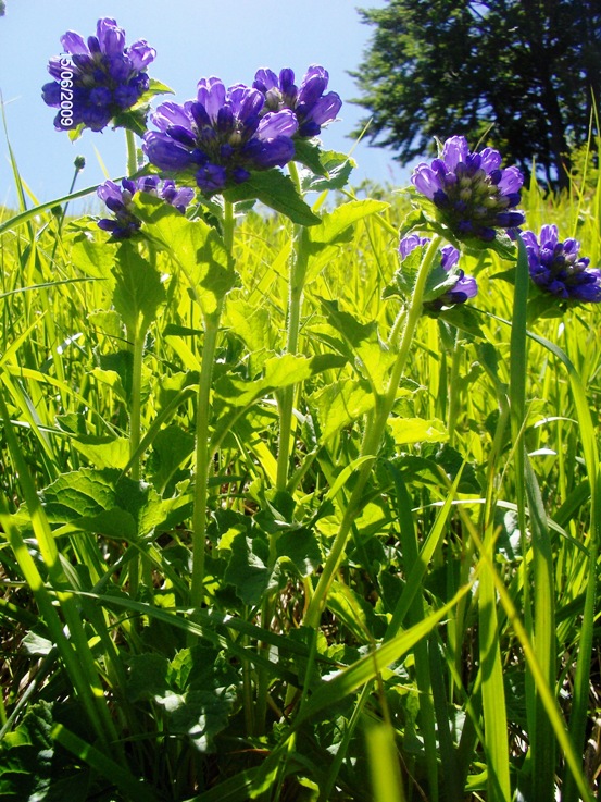 Campanula foliosa