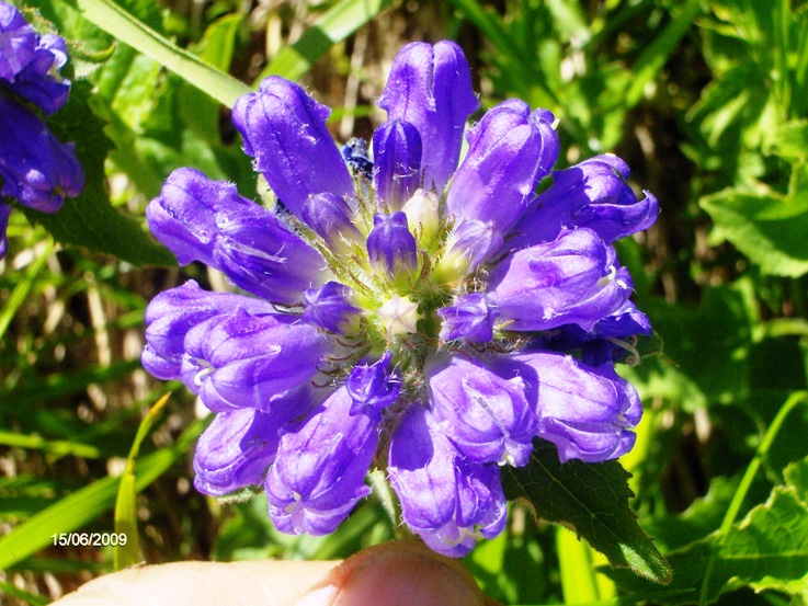 Campanula foliosa