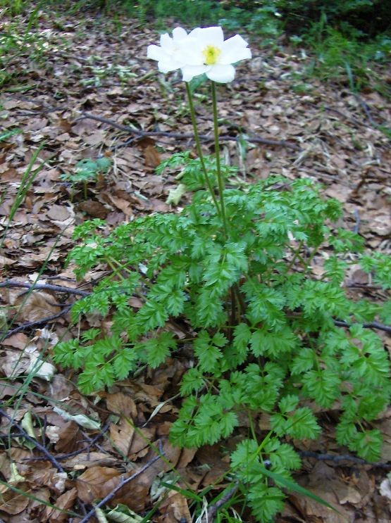 Pulsatilla alpina subsp. millefoliata