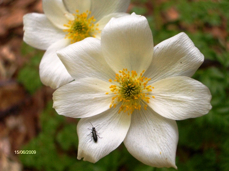 Pulsatilla alpina subsp. millefoliata