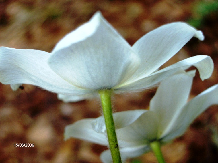 Pulsatilla alpina subsp. millefoliata