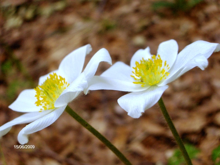 Pulsatilla alpina subsp. millefoliata