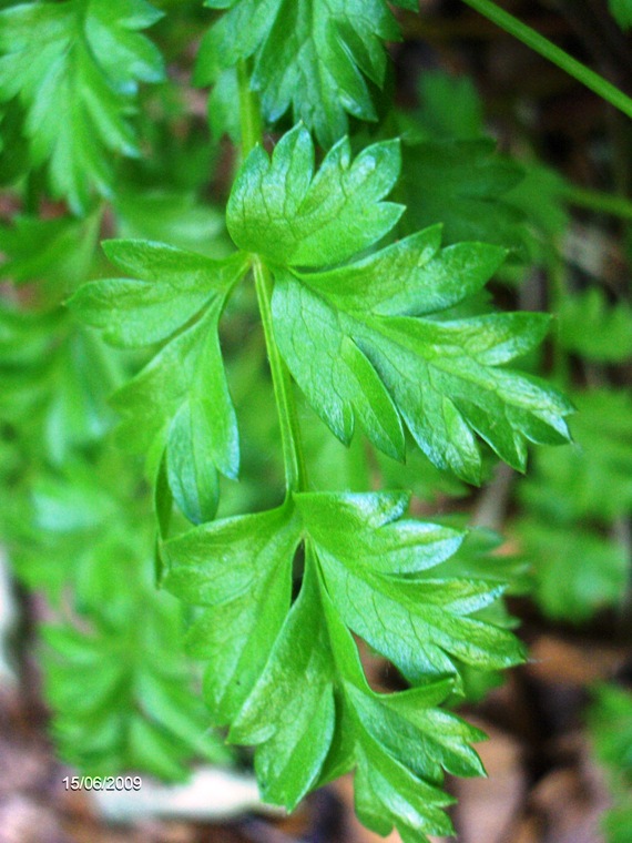 Pulsatilla alpina subsp. millefoliata