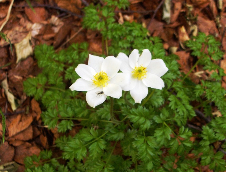 Pulsatilla alpina subsp. millefoliata