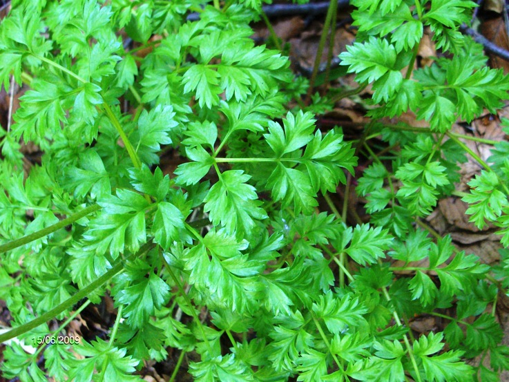 Pulsatilla alpina subsp. millefoliata