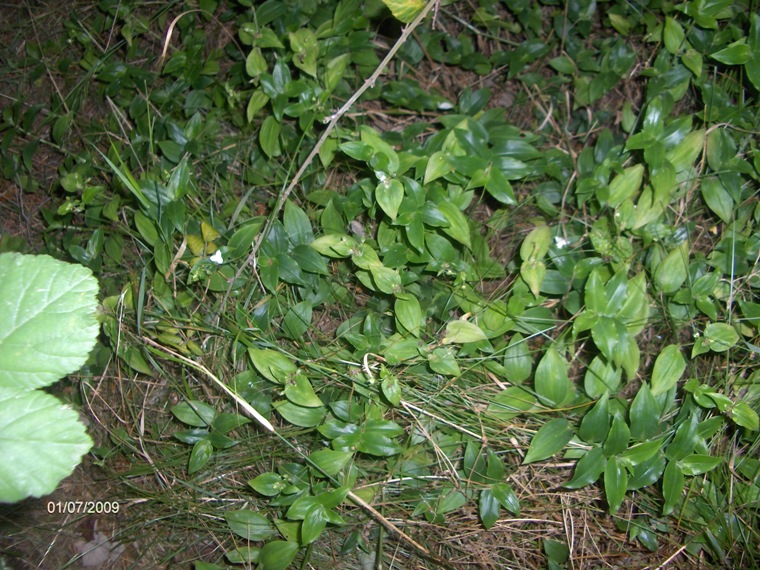 Tradescantia fluminensis