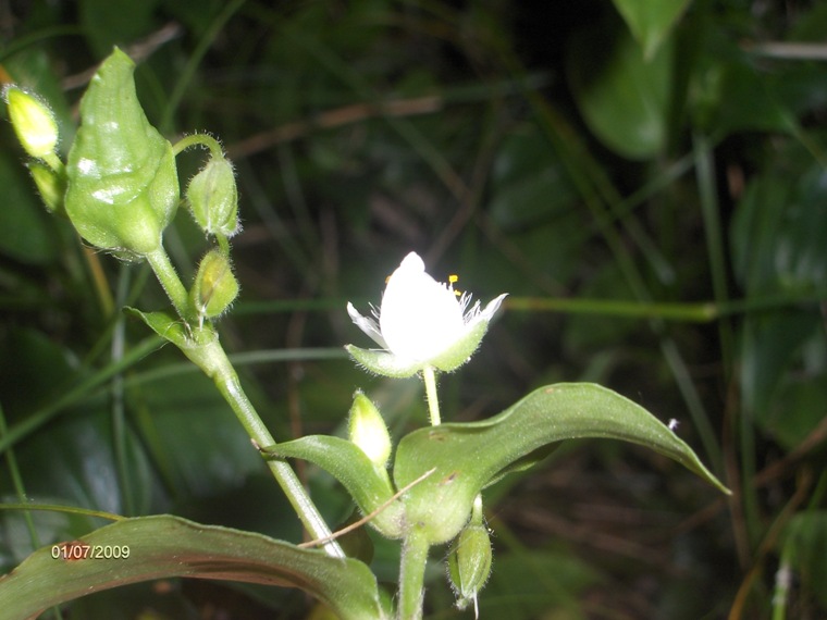 Tradescantia fluminensis