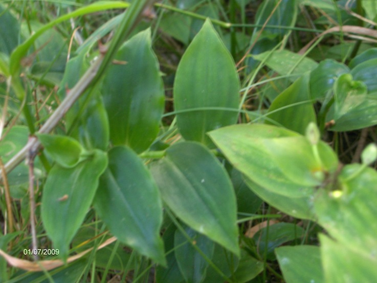 Tradescantia fluminensis