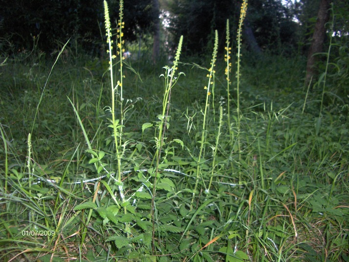 Agrimonia eupatoria