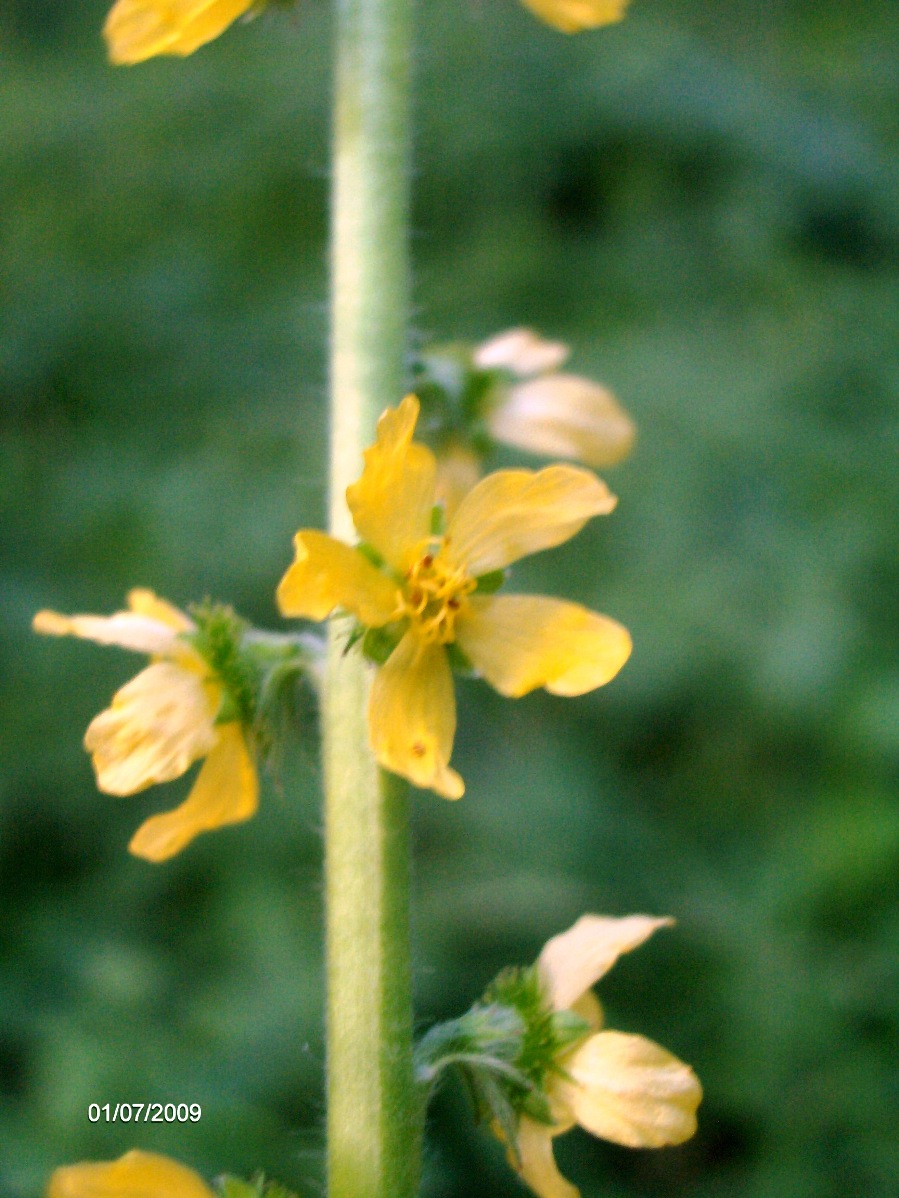 Agrimonia eupatoria