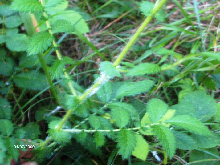 Agrimonia eupatoria