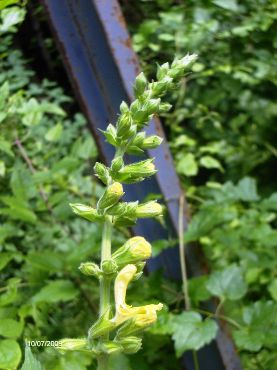 Salvia glutinosa