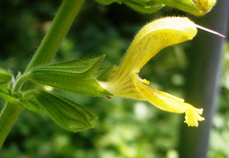 Salvia glutinosa