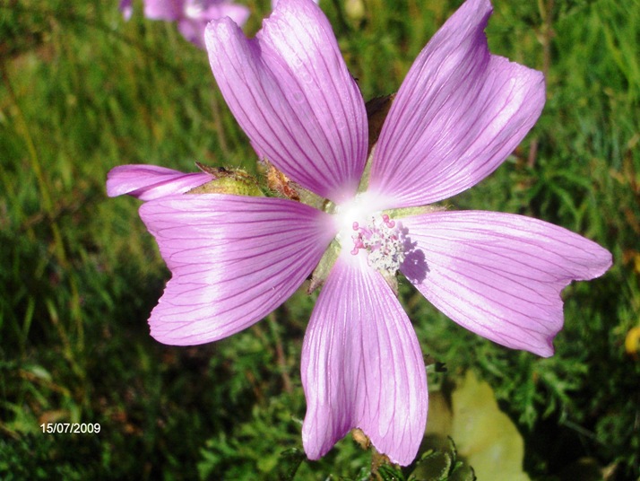 Malva alcea