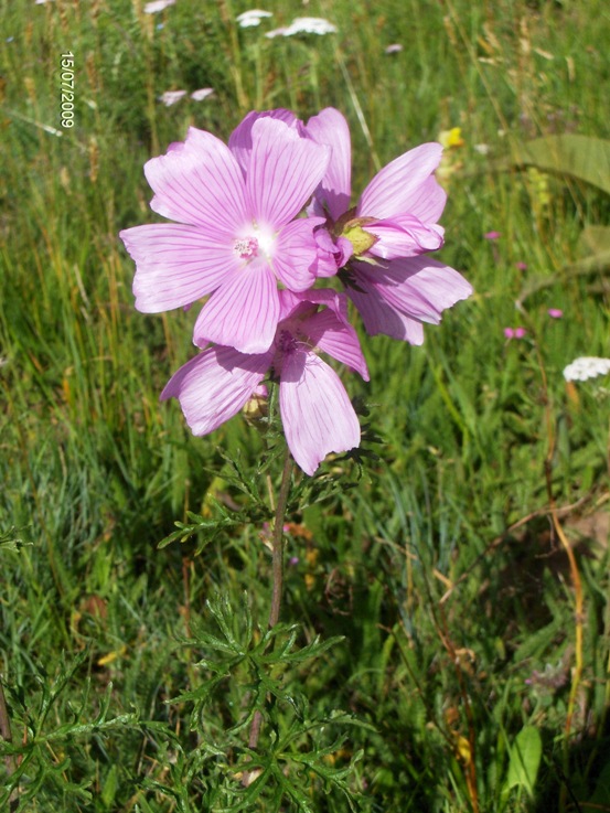 Malva alcea