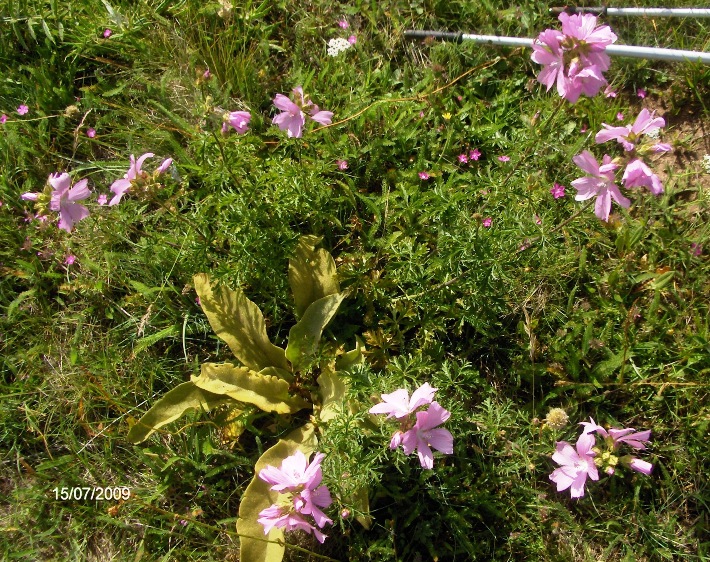 Malva alcea