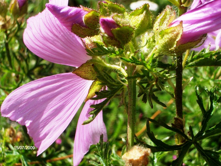 Malva alcea