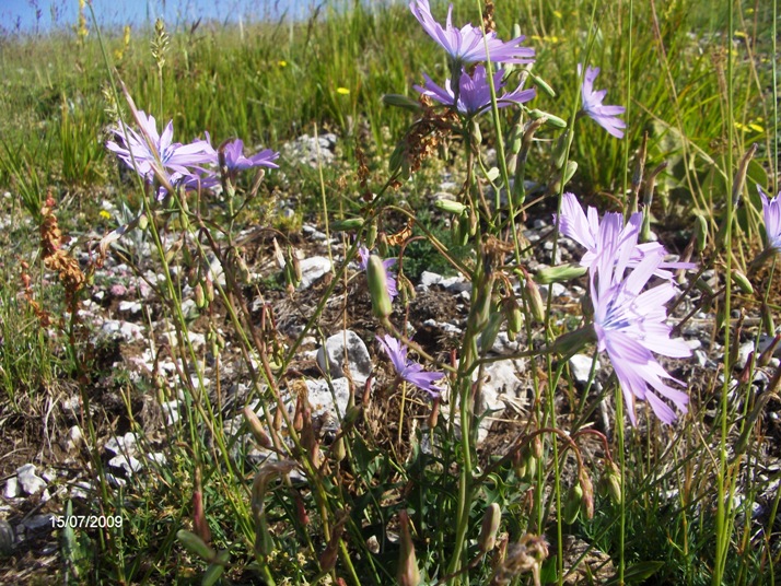 Lactuca perennis