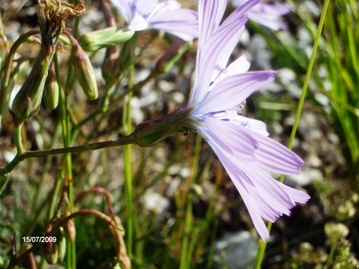 Lactuca perennis