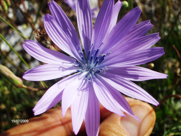 Lactuca perennis