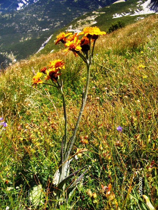 Tephroseris integrifolia subsp.capitata / Senecione capitato