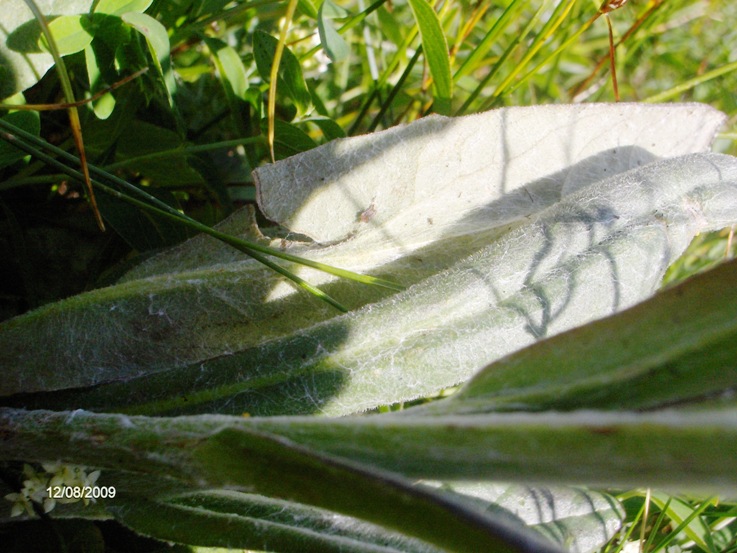 Tephroseris integrifolia subsp.capitata / Senecione capitato