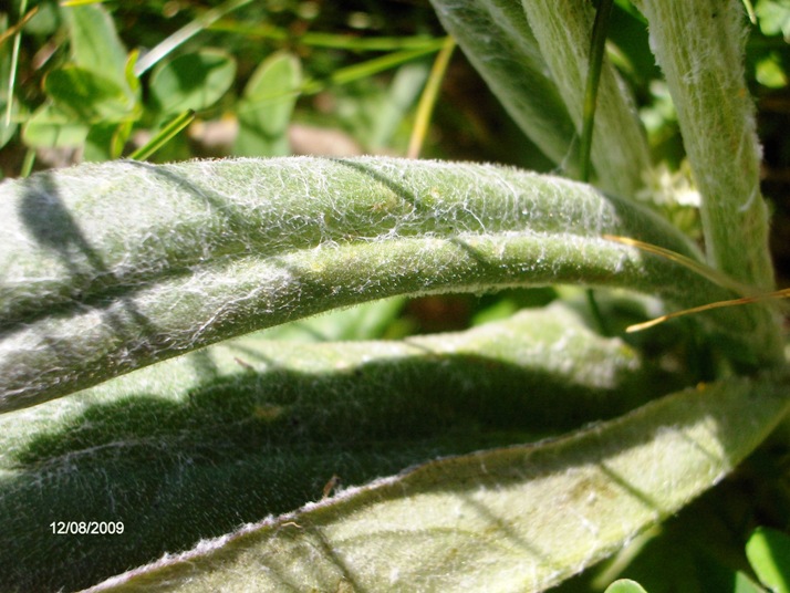 Tephroseris integrifolia subsp.capitata / Senecione capitato